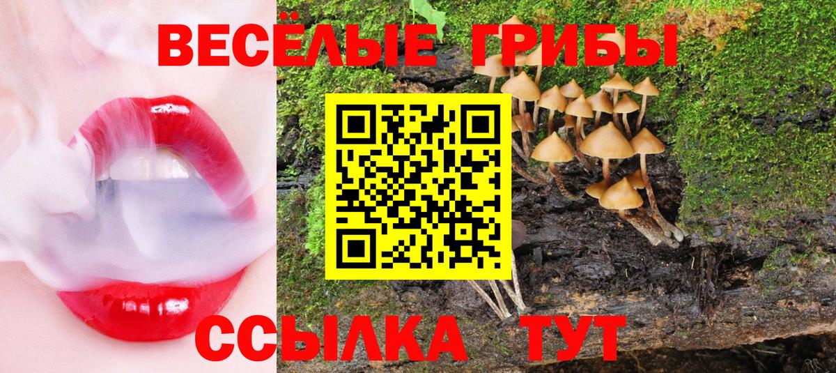 Псилоцибиновые грибы Psilocybine cubensis Азнакаево